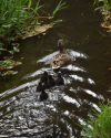 9 jetzt sind alle im Wasser bei Mama